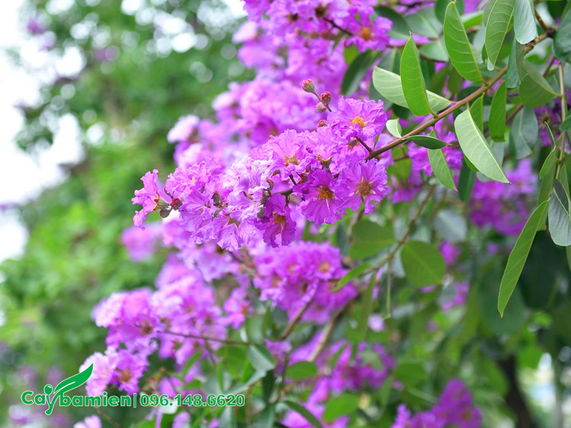 Hoa bằng lăng màu tím nhạt nhẹ nhàng, ấn tượng