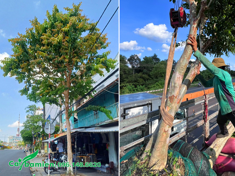 Cây bằng lăng có mấy loại? Cách nhận biết cây bằng lăng ổi