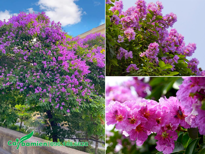 Mùa hoa bằng lăng nở rộ