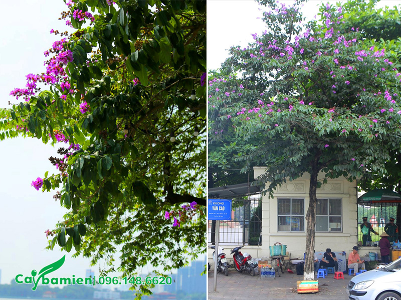 Cây lâu năm nhưng lượng hoa ra rất ít, lác đác vài chùm hoa
