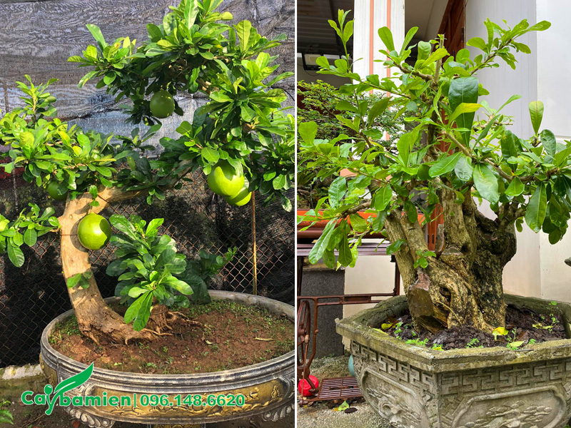 Cây Đào Tiên bonsai đẹp, trồng chậu