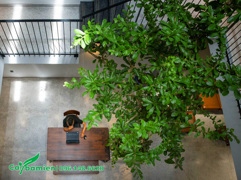 Tán lá cây Đào Tiên xanh tốt, giúp không khí trong nhà thêm trong lành