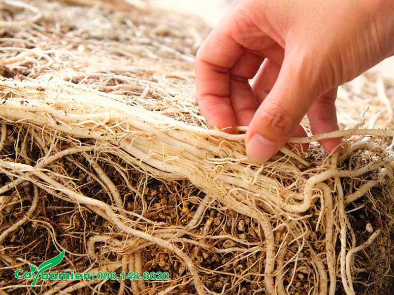 Cây bị hiện tượng bó rễ