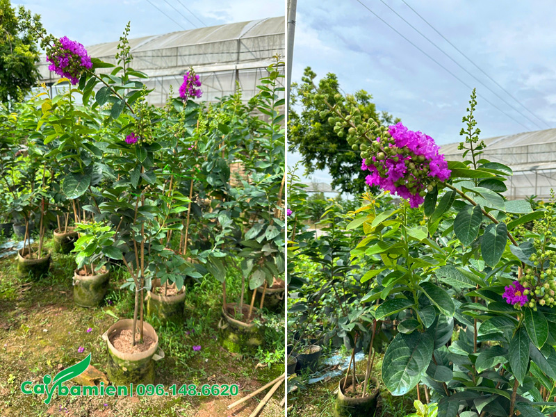 Cây bằng lăng thái nguyên bầu, chùm hoa lớn