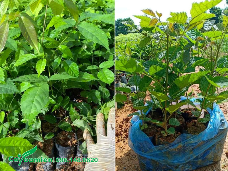 Bán cây giống phong linh tím cao 30 - 40cm