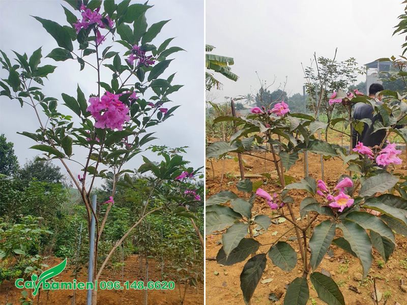 Cây chiết cành đã nuôi trồng một thời gian, chiều cao gần 2m