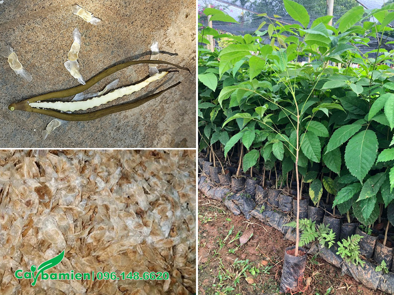 Ươm hạt tạo cây giống phong linh tím chất lượng