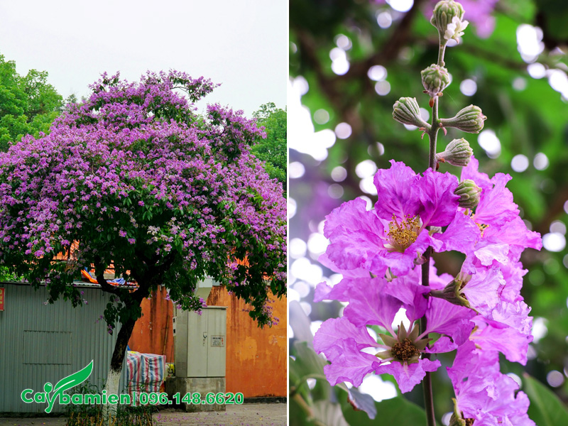 Trồng cây hoa bằng lăng tím trước cổng nhà