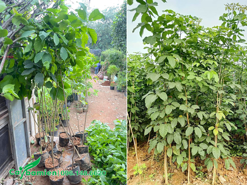 Cây giống phong linh tím cao 1m, hàng nguyên bầu chất lượng