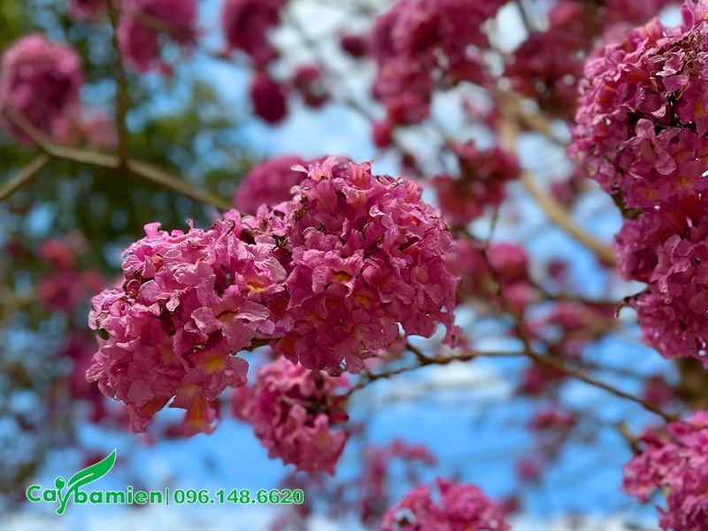 Cây hoa tím hồng đẹp, mọc thành chùm lớn, bông hoa có hình chuông