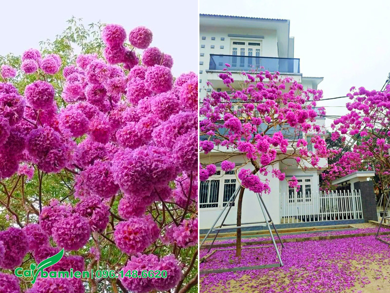 Trồng cây phong linh tím trước nhà biệt thự hiện đại