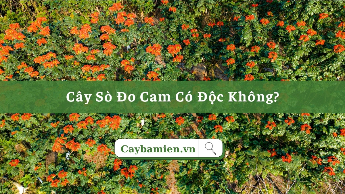 Cây Sò Đo Cam có độc không?