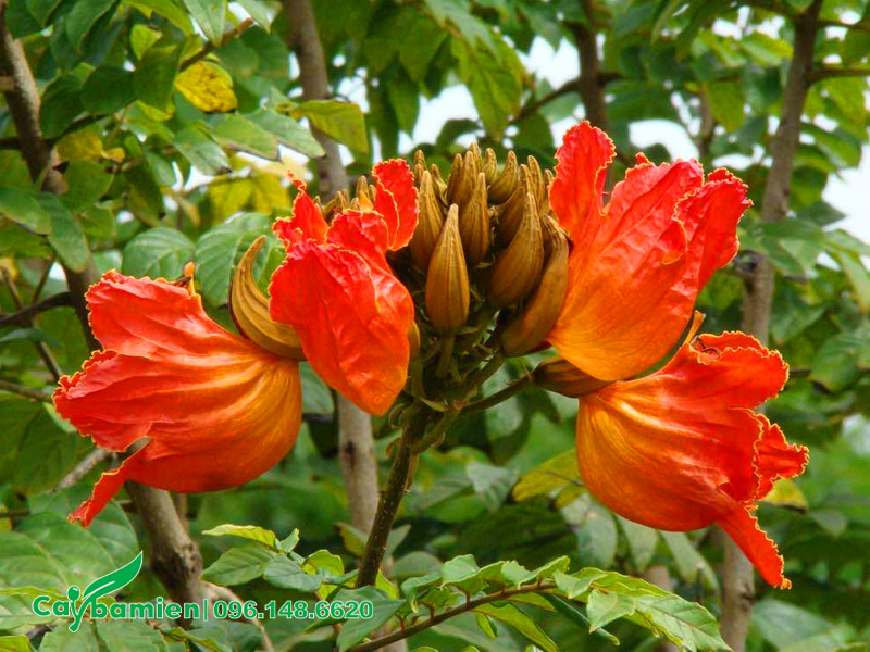 Chùm hoa Sò Đo Cam màu sắc rực rỡ
