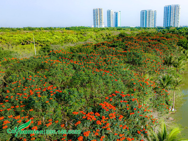 Rừng cây Sò Đo Cam công trình nở hoa đỏ rực
