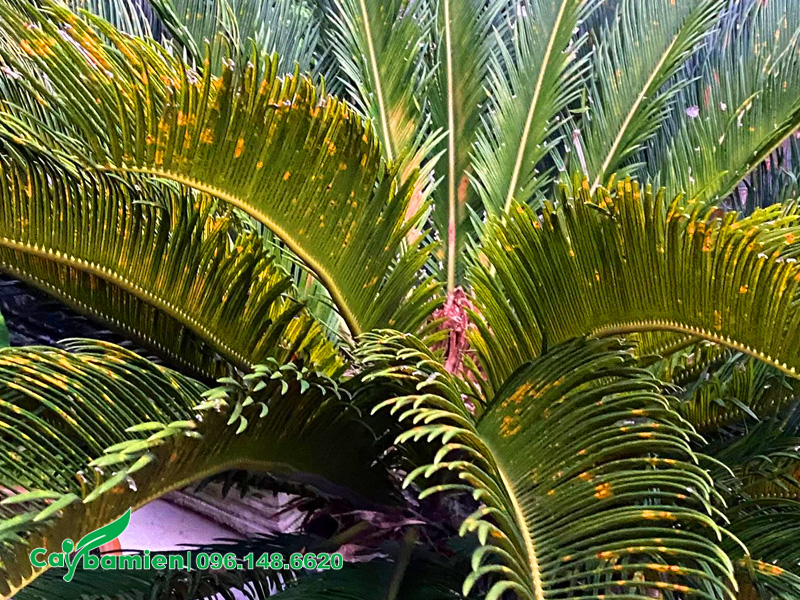 Cành lá của cây Vạn Tuế xuất hiện những đốm vàng