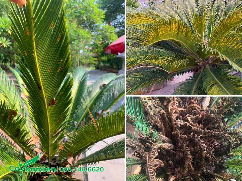 Cây Vạn Tuế bị khô lá non, các lá già bị nấm tấn công xuất hiện nhiều vết đốm vàng