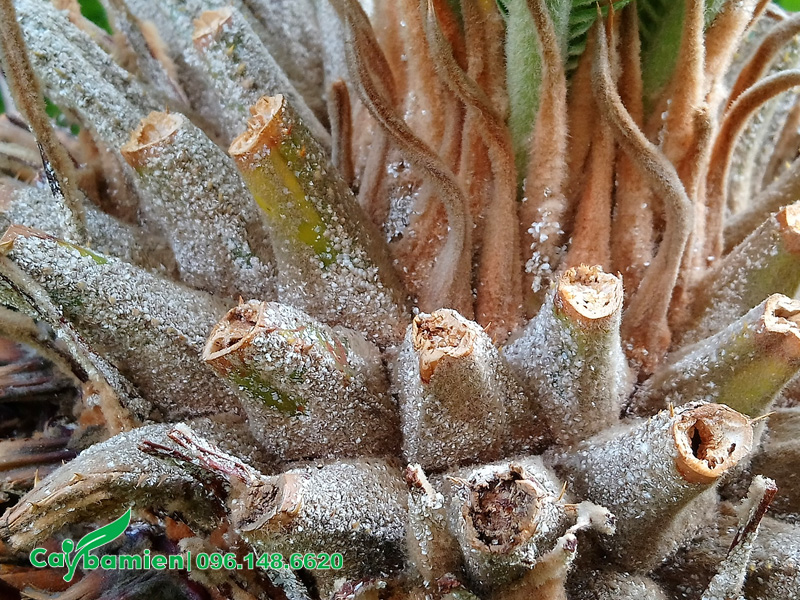 Cắt tỉa lá và xử lý cây Vạn Tuế bị vàng lá