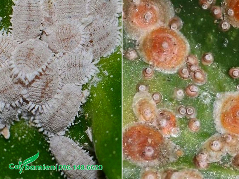 Rệp ráp và rệp vảy trên cây Vạn Tuế cảnh