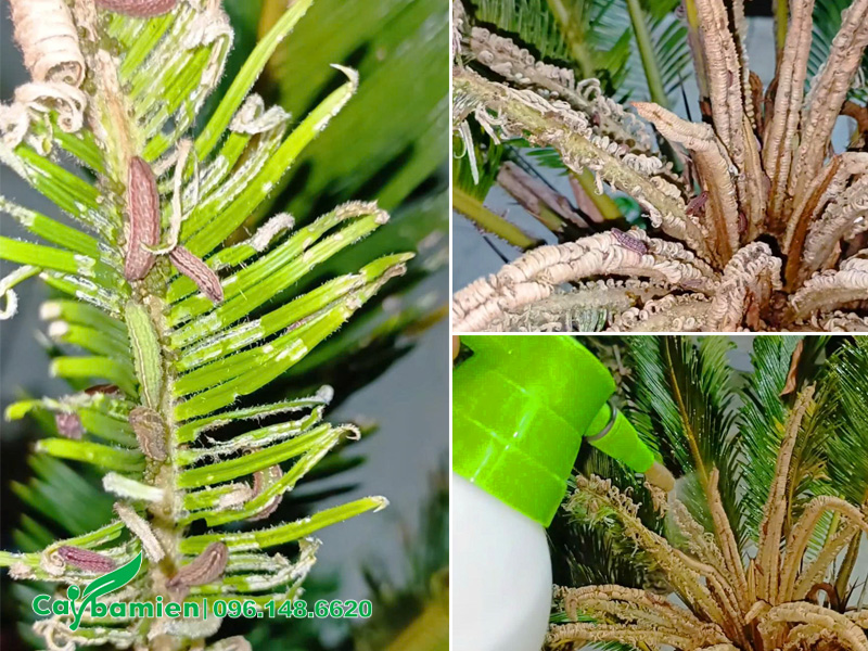 Cành lá non của cây Vạn Tuế bị sâu ăn lá phá hại