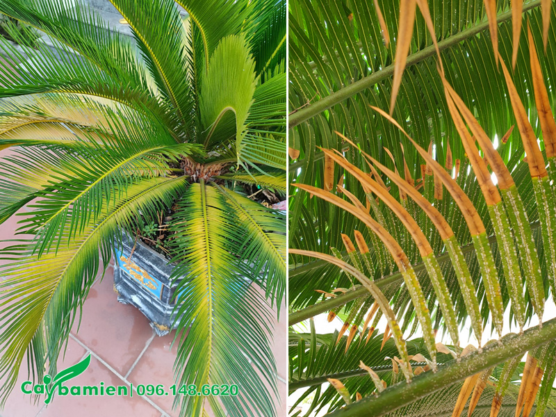 Chậu cây Vạn Tuế bị vàng lá do úng nước và sâu bệnh