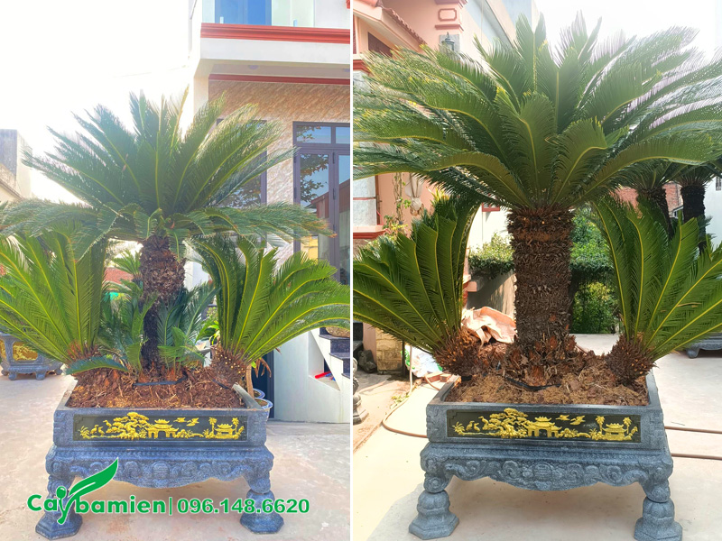 Chậu Vạn Tuế cảnh 3 thân đặt ở sân trước ngôi nhà