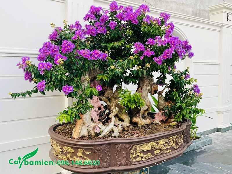 Cây bằng lăng trồng chậu tạo dáng bonsai đẹp