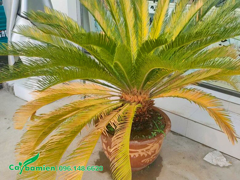 Chậu cây Vạn Tuế bị vàng lá do úng nước, thối rễ