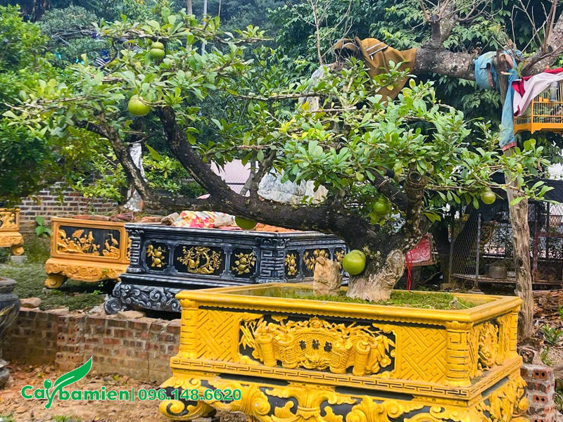 Chậu trồng cây Đào Tiên bonsai dáng bay siêu đẹp