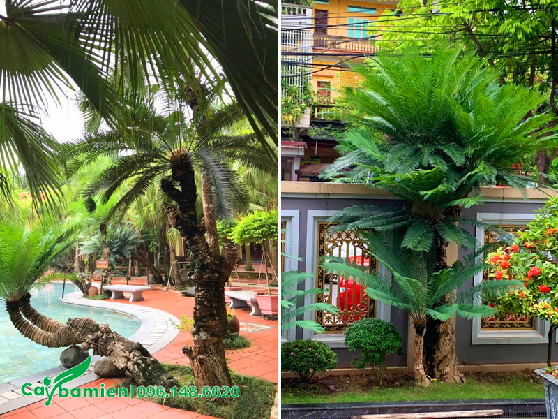 Thiên tuế trồng sân vườn, khuôn viên bể bơi