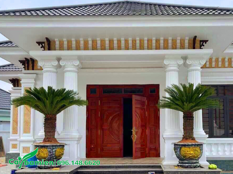 Cây Vạn Tuế trồng trong chậu đặt trước cửa nhà