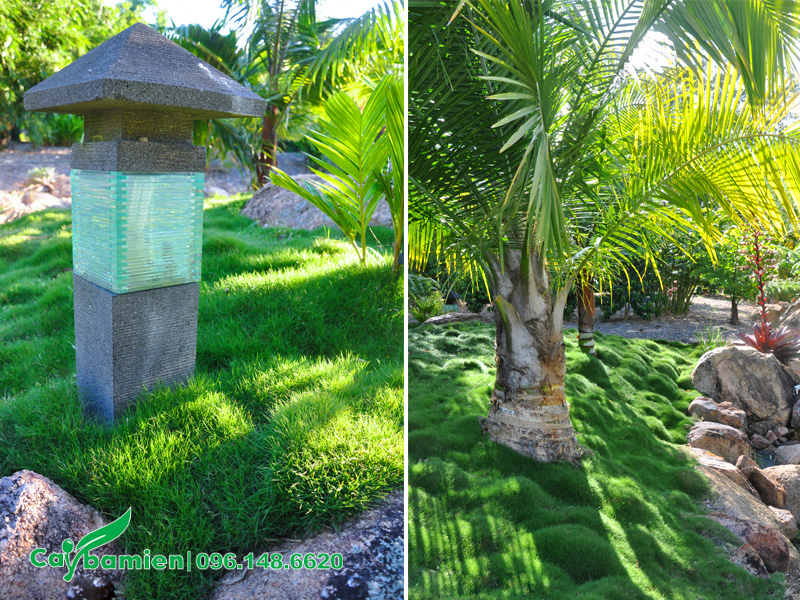 Cỏ lông heo trồng trong sân vườn kiểu Nhật