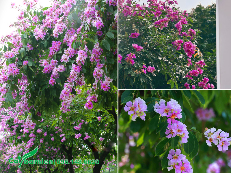 Tán cây hoa bằng lăng tím công trình trồng trước nhà