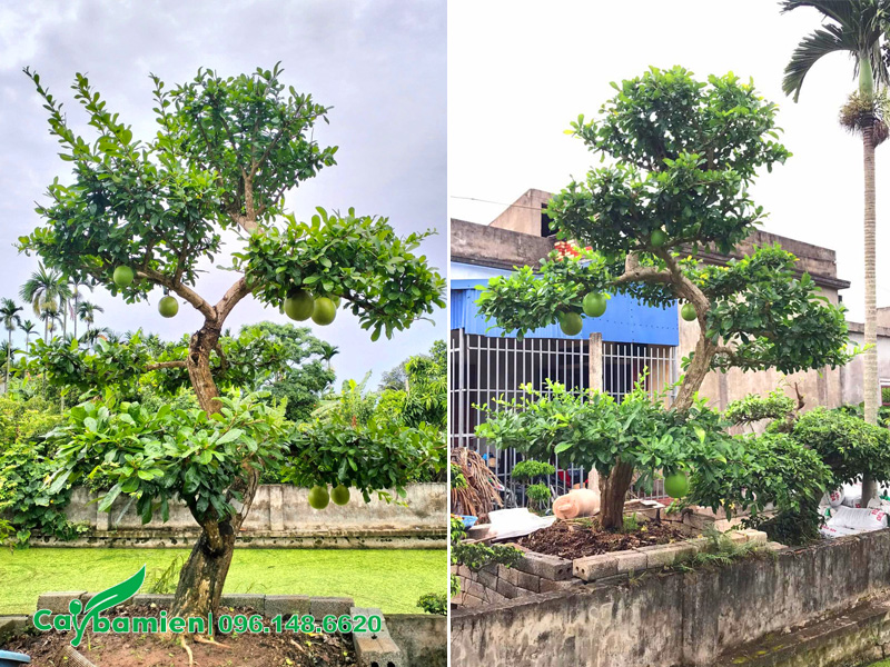 Cây Đào Tiên bonsai trồng trước nhà, dáng có độ cong ấn tượng, tán phân bổ đều