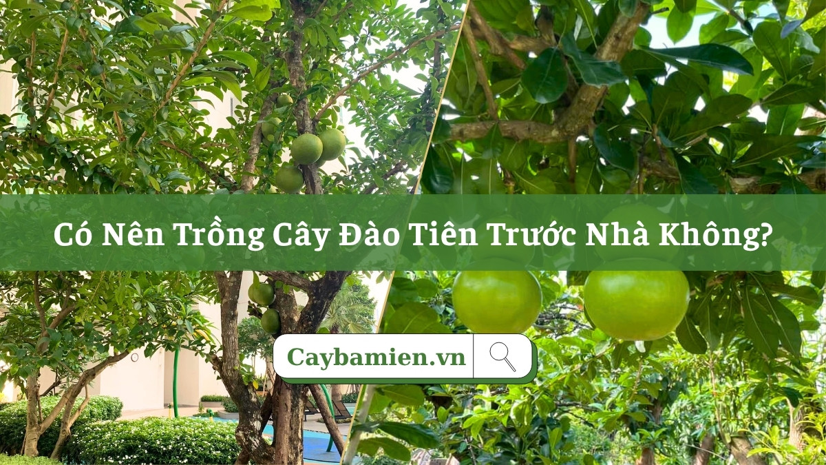 Có nên trồng cây đào tiên trước nhà phân tích từ phương diện phong thủy và giá trị thực tế