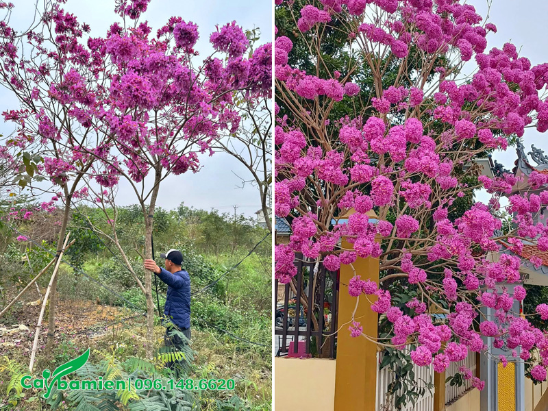 Cây thoát thân cao, tán đẹp, đang ra hoa màu tím hồng ấn tượng