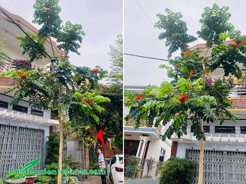 Trồng cây Sò Đo Cam trước nhà phố ở Hà Nội