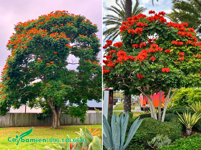 Cây Sò Đo Cam trồng làm cảnh trong sân vườn nhà