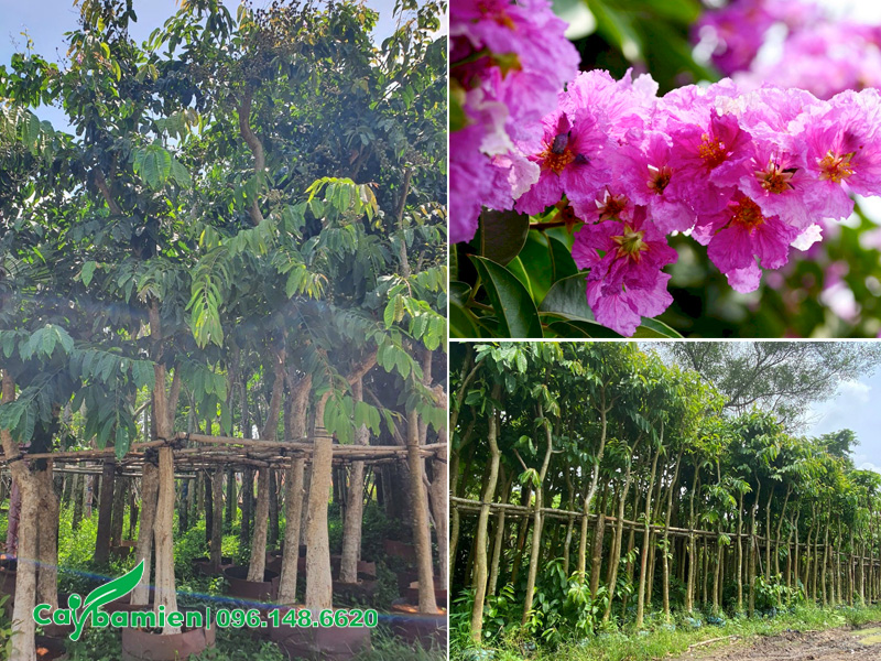 Vườn cây bằng lăng dâm ủ chiều cao 5m, đường kính gốc 15cm