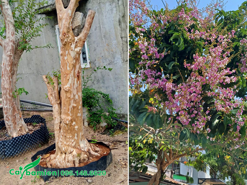 Đặc điểm cây bằng lăng ổi công trình