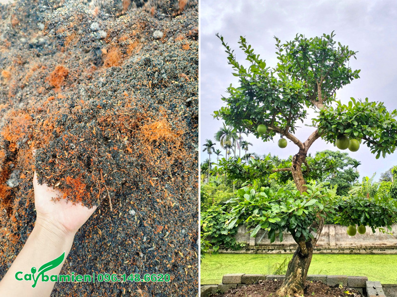 Giá thể và cây đào tiên bonsai