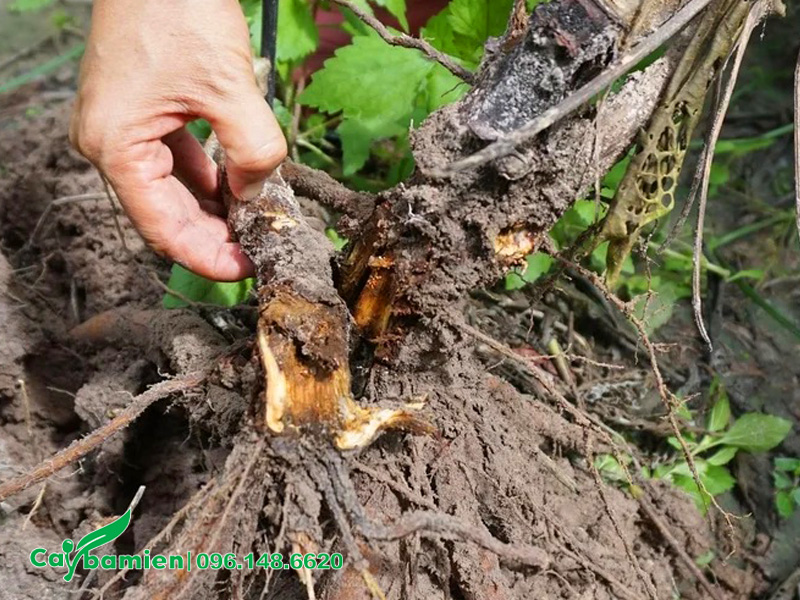 Rễ cây bằng lăng bị thối do nấm bệnh