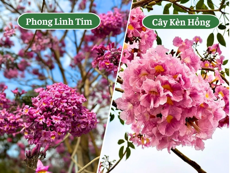 Sự giống nhau của cây phong linh tím và cây kèn hồng về hình thái hoa