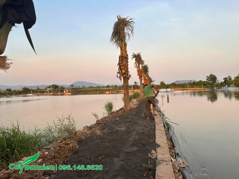 Công nhân đang xử lý mặt bằng sau khi trồng xong