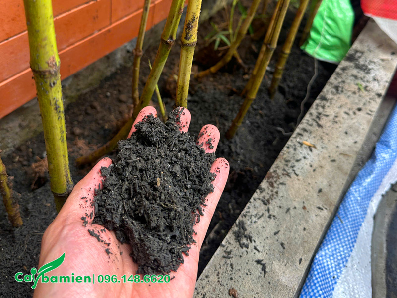 Đất trồng tơi xốp, giàu dinh dưỡng, thoát nước tốt