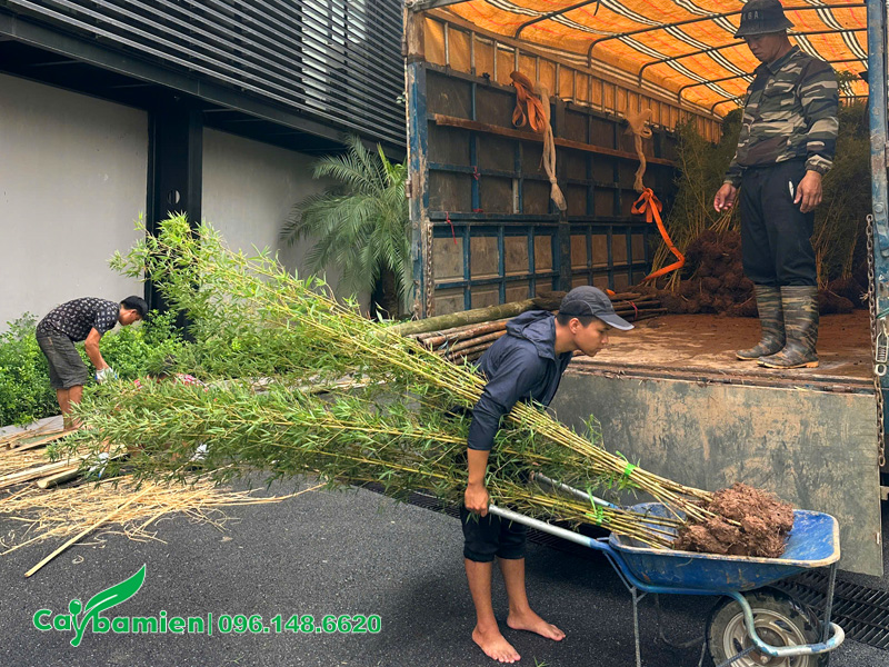 Xe tải chuyên dụng chở cây đến công trình