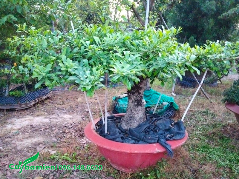 Chăm sóc cây Đào Tiên trồng chậu cảnh