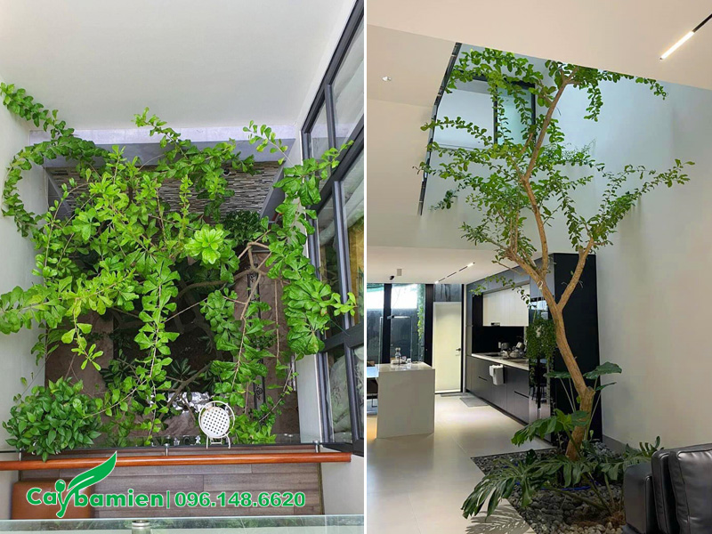 Cây Đào Tiên trồng ở giếng trời, có cành lá vươn dài cần cắt tỉa thường xuyên