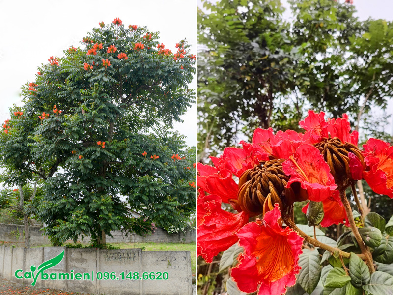 Cây Sò Đo Cam cổ thụ trồng trước nhà