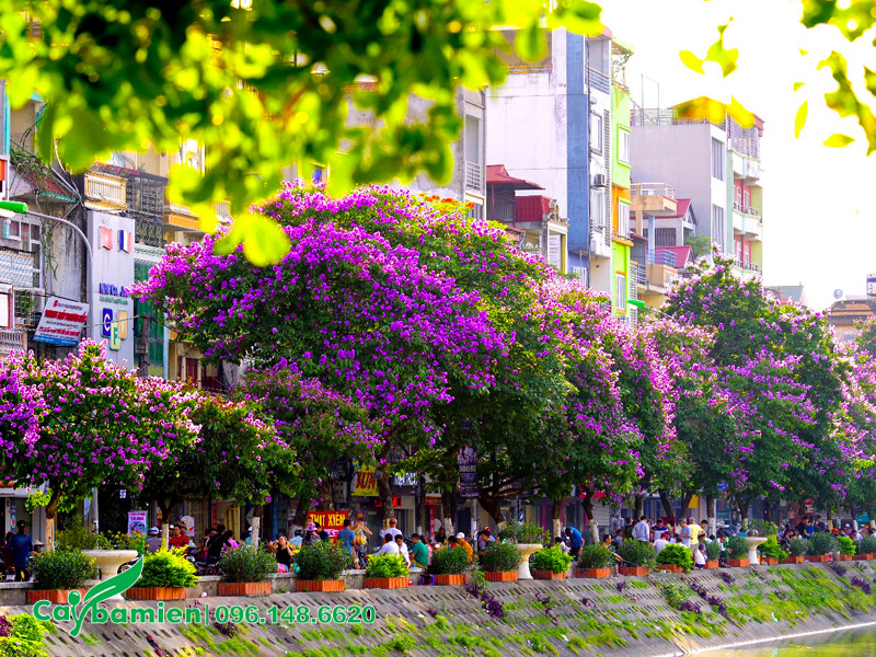 Hàng cây hoa bằng lăng tím trồng ở con đường ven sông