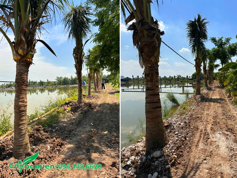 Hàng dừa trồng bao quanh toàn bộ đầm cá